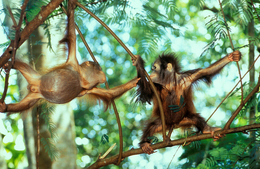Two Orangutans babies in the trees, Pongo Pygmaeus, Gunung Leuser National Park, Sumatra, Indonesia, Asia