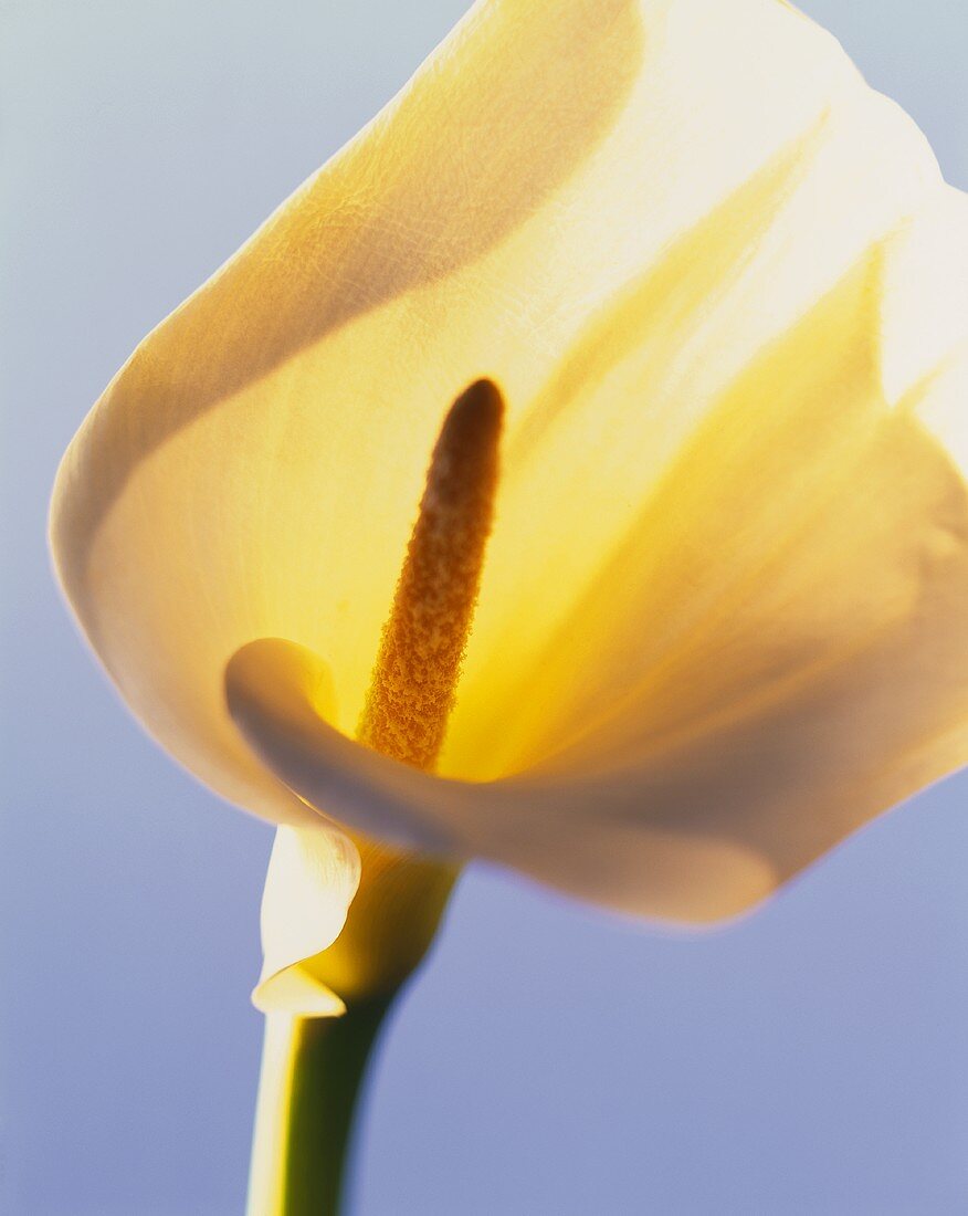 A yellow calla (close-up)