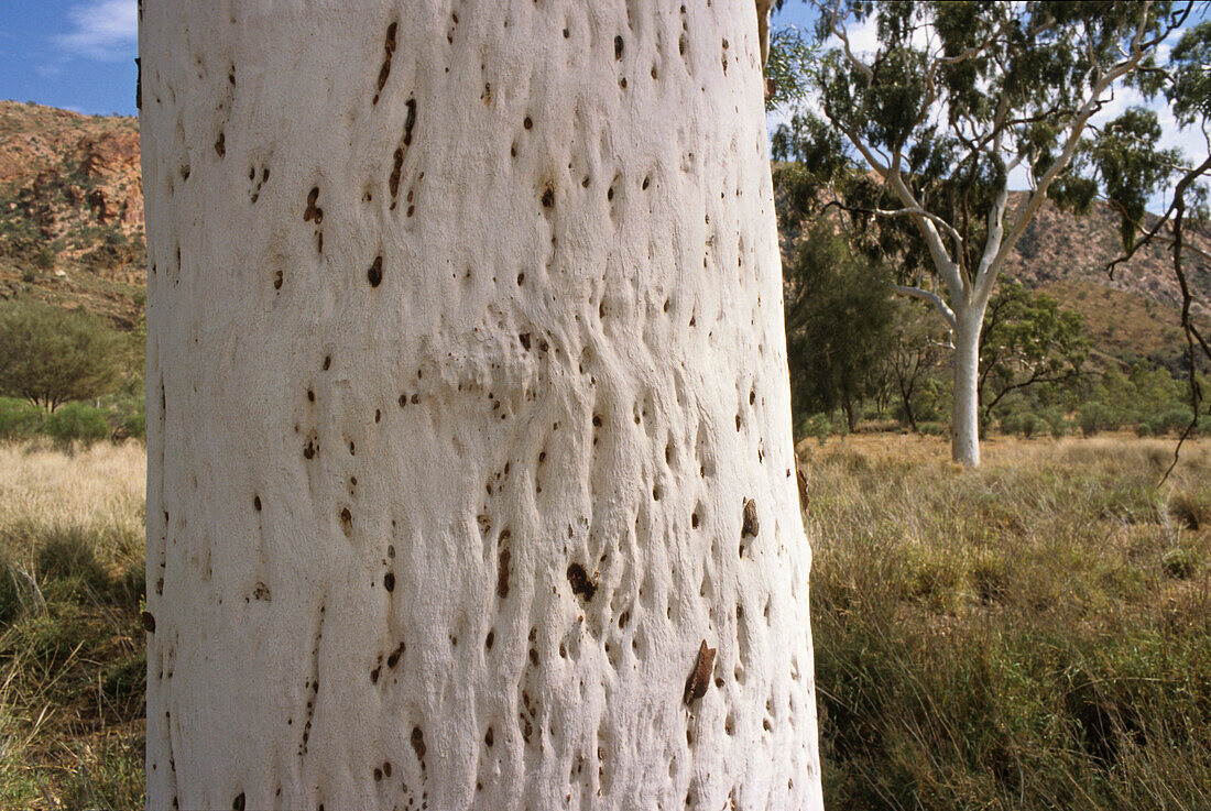 Ghost gum in Finke Gorge National Park, Australien, Northern Territory, red centre, eucalyptus trees in Finke Gorge NP, Geisterbaum