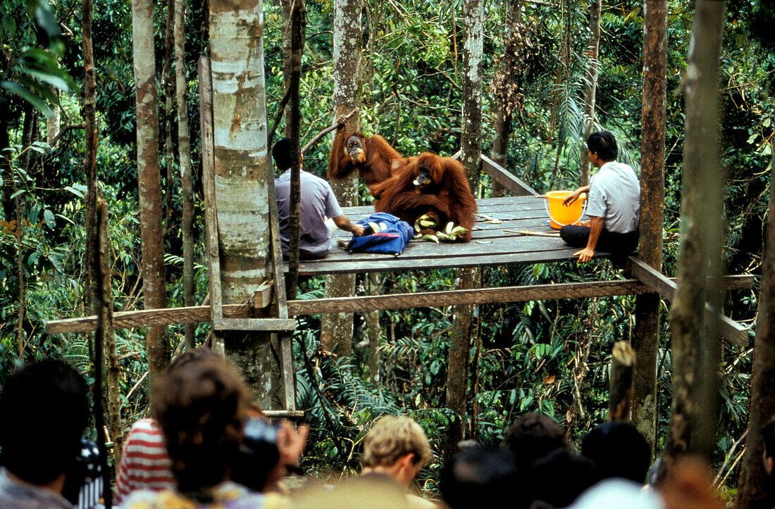 Orang Utans auf Fütterungsplattform in Auswilderungsstation, Orang-Utan, Pongo pygmaeus, Gunung Leuser Nationalpark, Sumatra, Indonesien, Asien