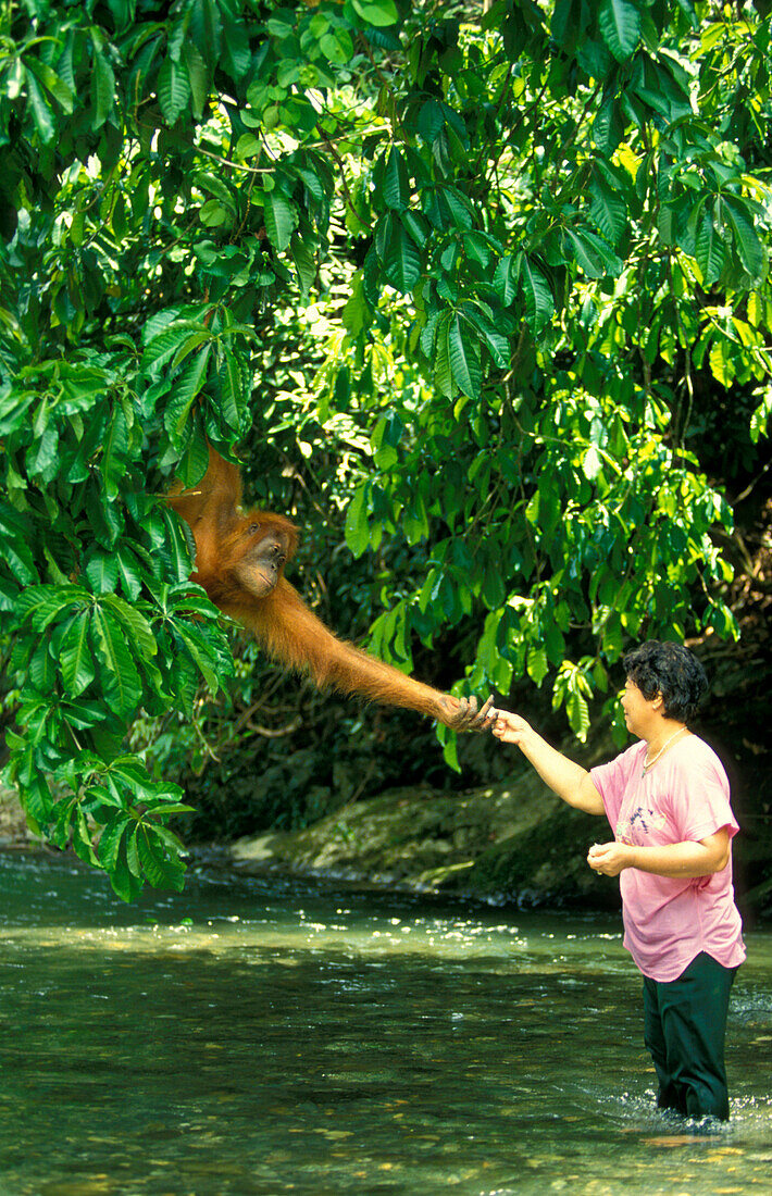 Woman shaking hands with female Orang-Utan, Gunung Leuser National Park, Sumatra, Indonesia, Asia