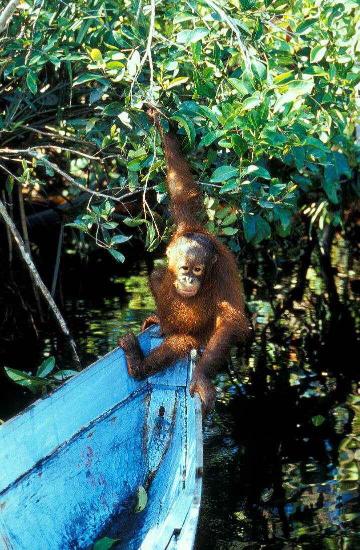 Orang-Utan Auswilderungsstation, Gunung Leuser Nationalpark, Sumatra, Indonesien, Asien