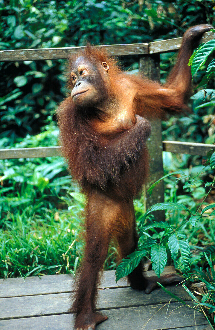 Orang-Utan Auswilderungsstation, Gunung Leuser Nationalpark, Sumatra, Indonesien, Asien