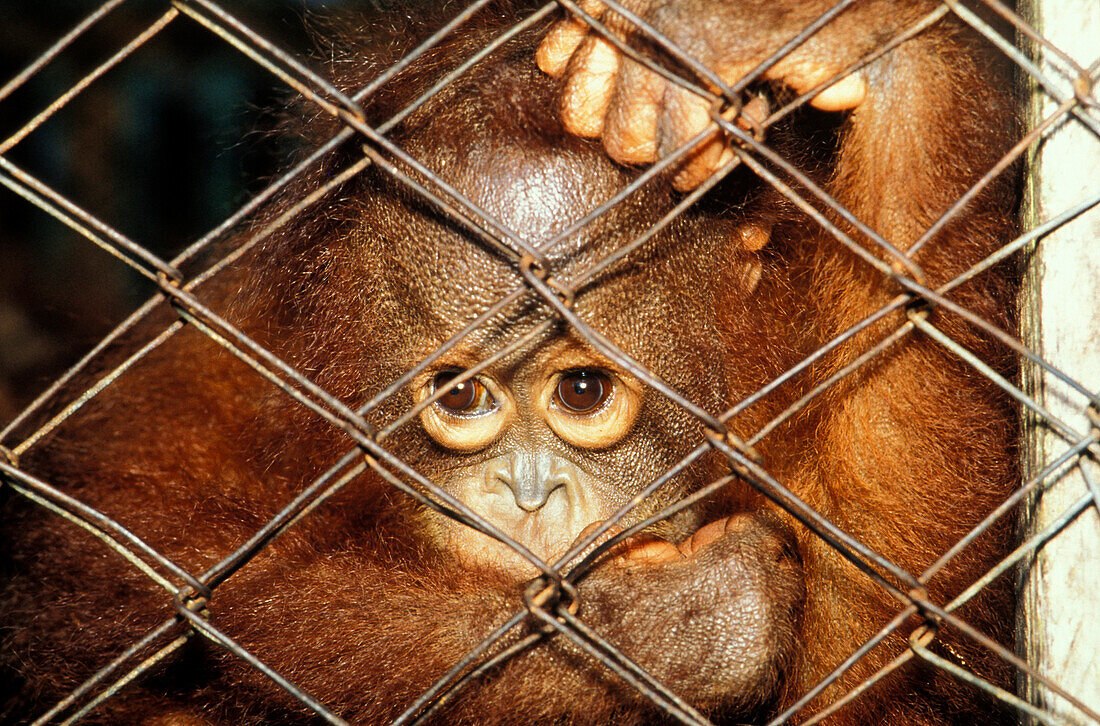 Junger Orang-Utan hinter dem Zaun, Gunung Leuser Nationalpark, Sumatra, Indonesien, Asien