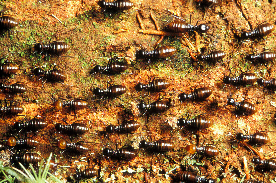 Termiten, Borneo, Indonesien, Asien