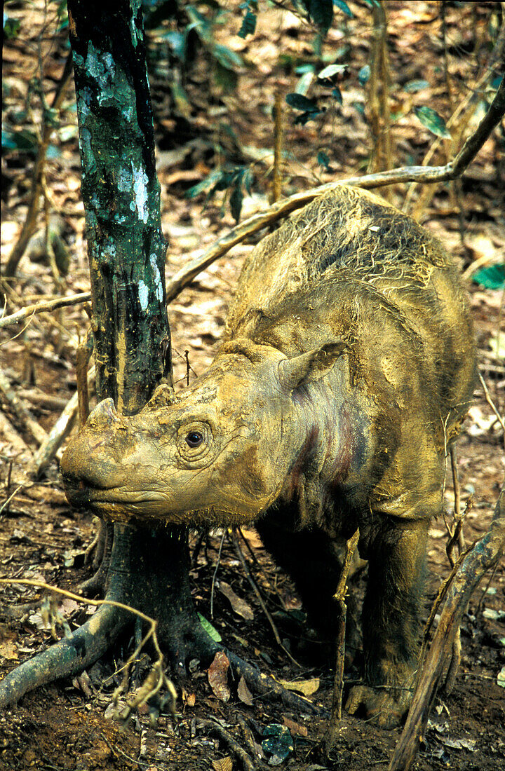 Rhinoceros, Dicerorhinus sumatrensis, Sabah, Borneo, Malaysia, Asien