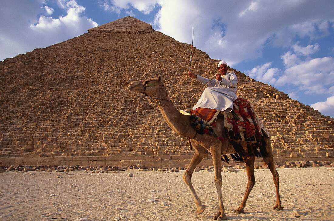 Camel in front of the pyramids of Gizeh, Egypt