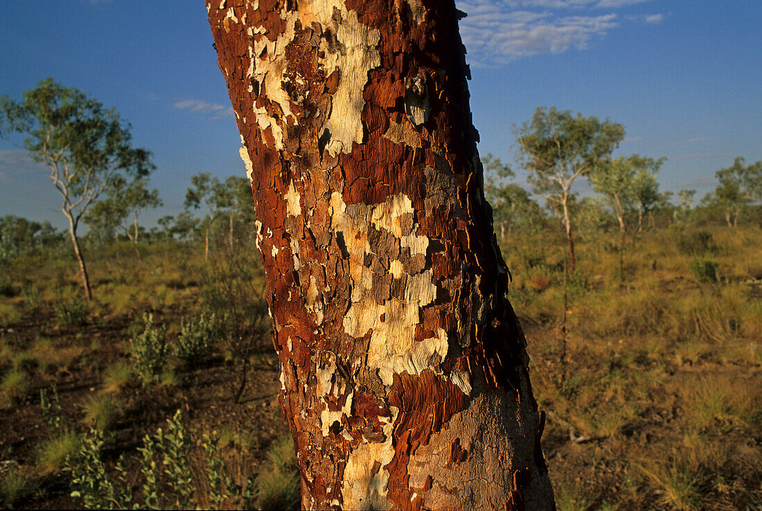 Eukalyptus tree, Rinde, Australien, Northern Territory, red centre, eucalyptus trees