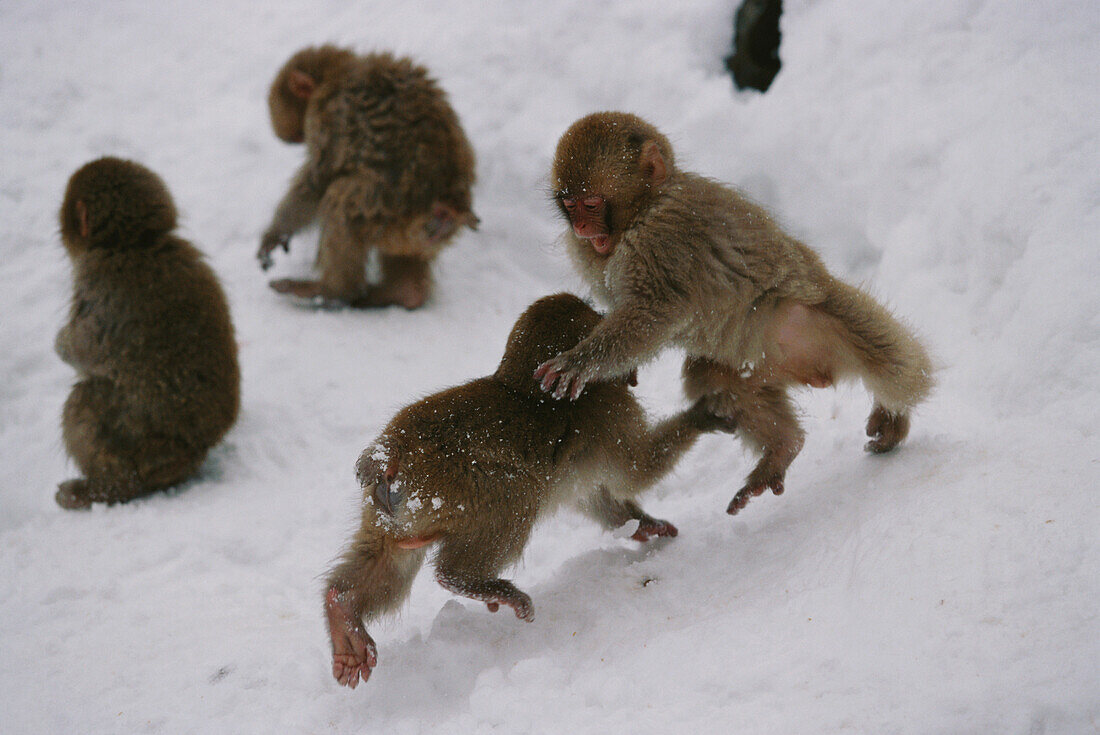 Schneeaffen, Rotgesichtsmakaken, Macaca fuscata bei Nagano, Japan