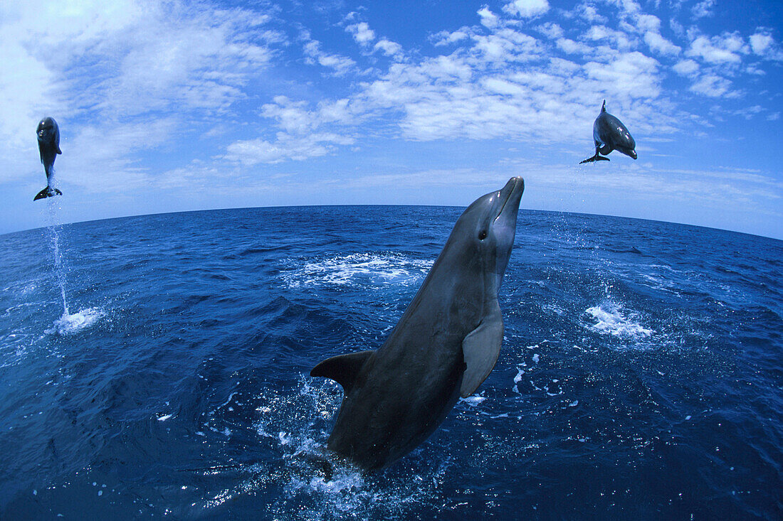 Drei Delphine, Großer Tümmler, Islas de la Bahia, Hunduras, Karibik