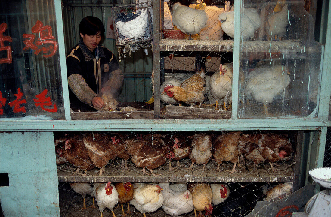 Vogelmarkt, Peking China