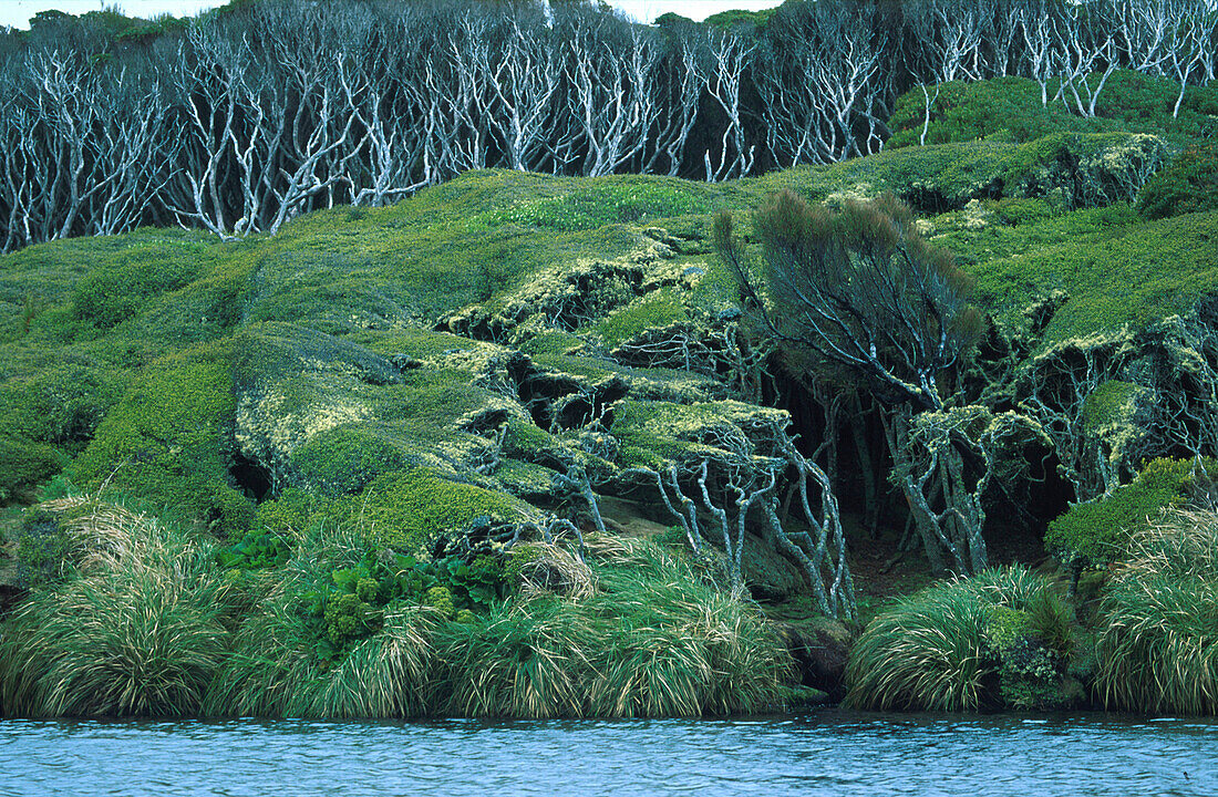 Windgeformte Büsche, Enderby Insel, Auckland Islands Neuseeland