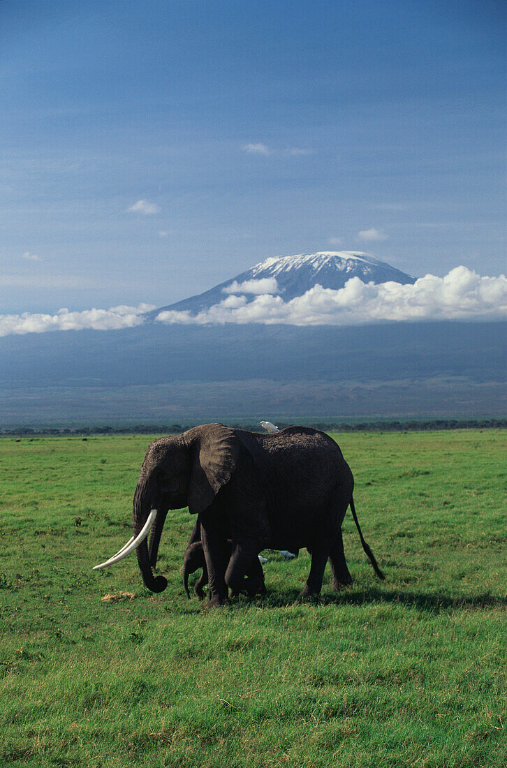 African elephants near Mount Kilimanjaro, Loxodonta africana, Kenja, Africa