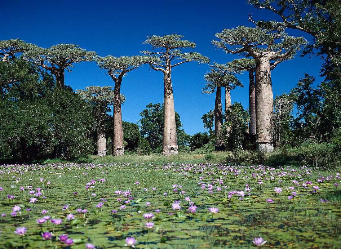 Baobabs near Morondava, Madagaskar