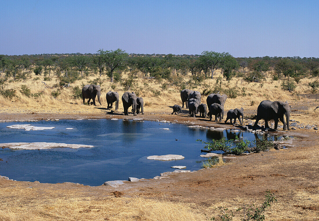 Elefanten am Wasserloch, Etosha Nationalpark, Namibia, Afrika