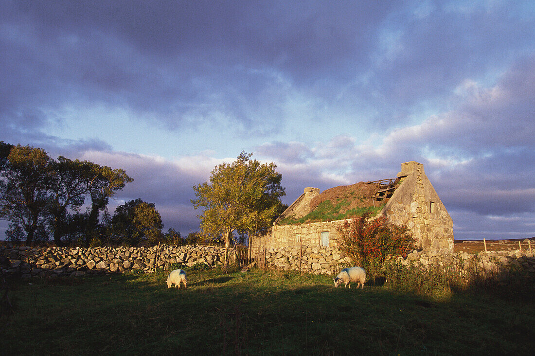 Connemara, Irland