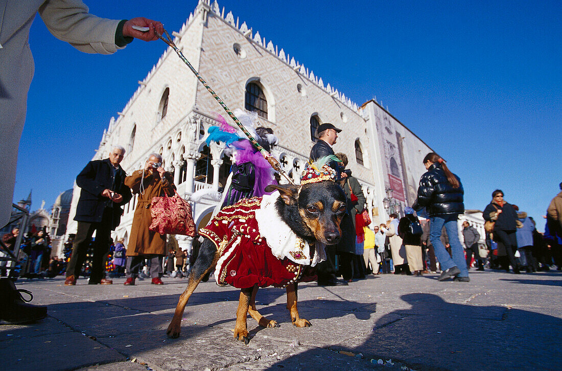 Hund mit barockem Kostüm, Karneval, Venedig, Italien