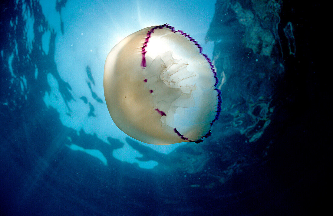 Jellyfish, Rhizostoma pulmo