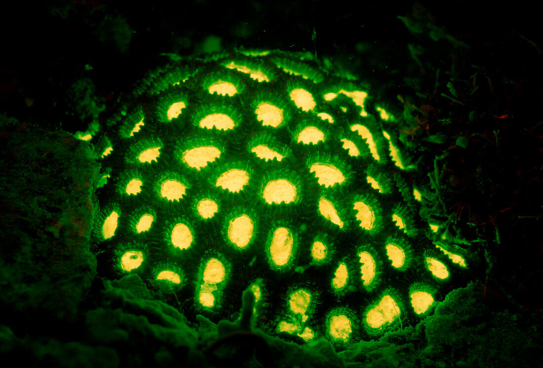 Fluoreszierende Steinkoralle, Korallenfluoreszenz, Fluoresce hard coral, Coral fluorescenc