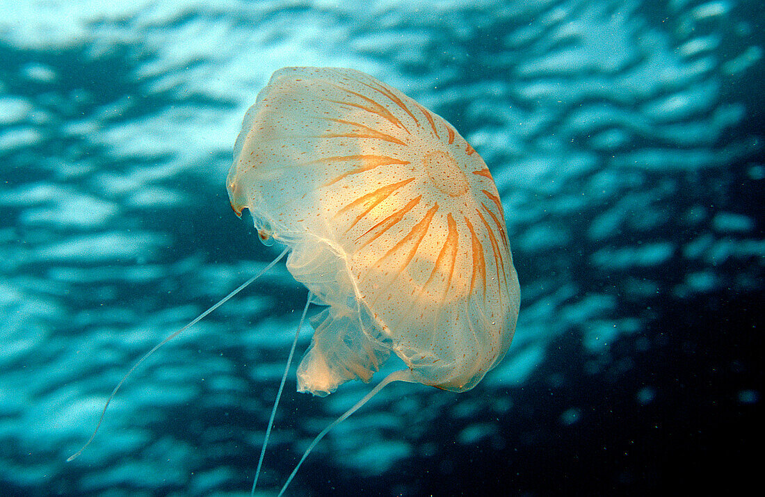 Lungenqualle, Jellyfish, Rhizostoma pulmo