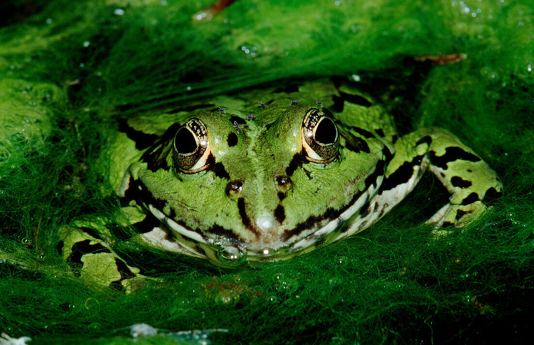 Wasserfrosch, frog, water frog, Rana esculenta