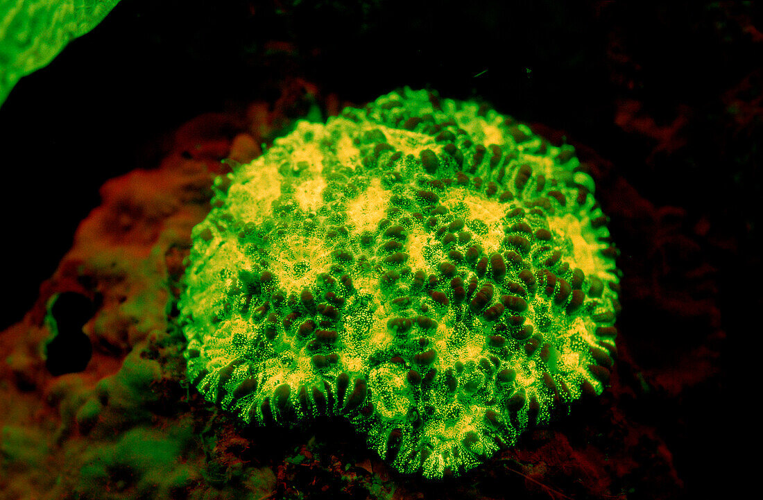 Fluorescent hard coral, Coral fluorescence