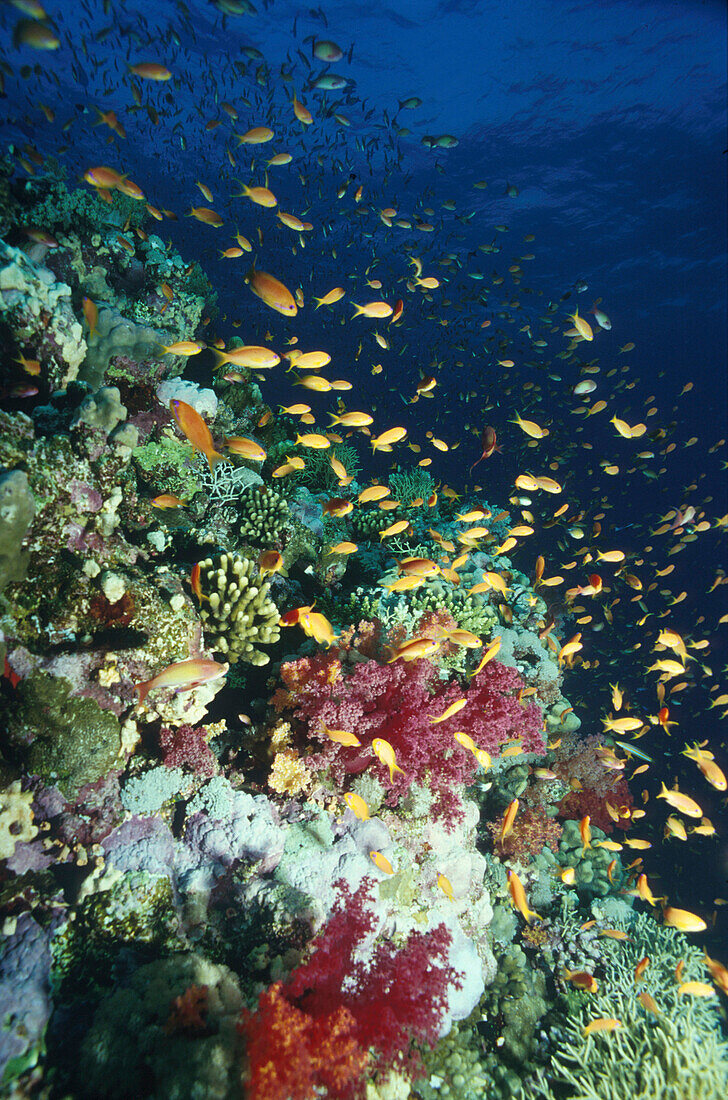 Juwelenbarsche am Riff, Rotes Meer Aegypten