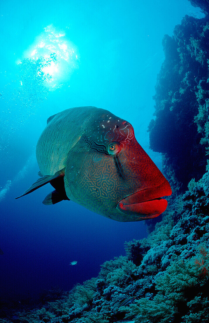 Napoleonfisch, Napoleon, Humpback wrasse, Cheilin, Cheilinus undulatus