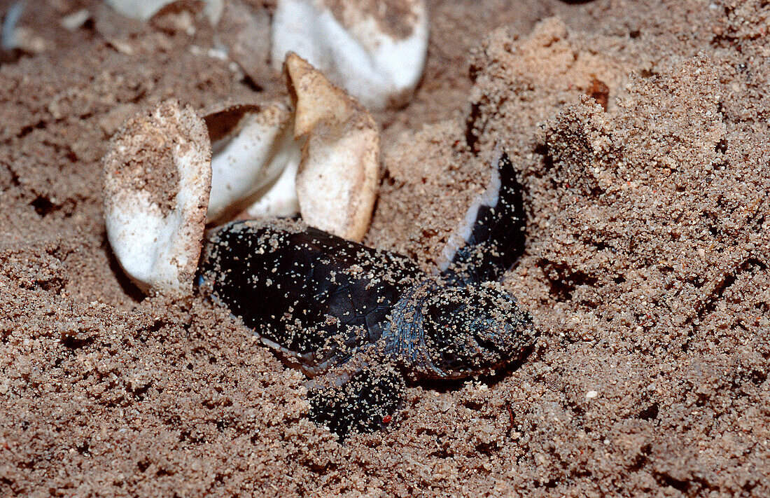 Baby Karettschildkröte schlüpt aus Ei, Baby Hawksb, Baby Hawksbill Turle, Eretmochelys imbricata