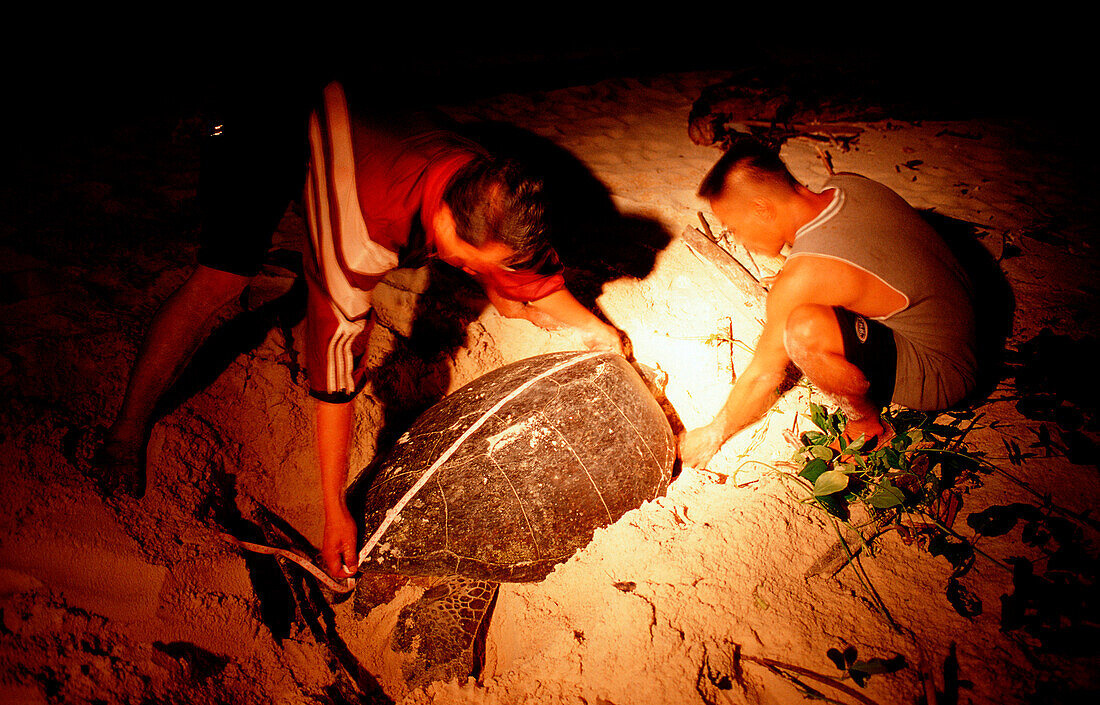 Ranger entnehmen Schildkroeteneier aus Gelege, Rang, Ranger takes turtle eggs, Chelonia mydas