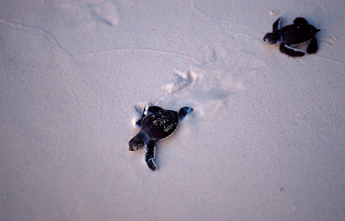 Baby Suppenschildkroete, Gruene Meeresschildkroete au, Gruene Meeresschildkroete auf dem Weg zum Meer, Baby Green sea turtle, green turtle runs on the beach to the see, Chelonia mydas