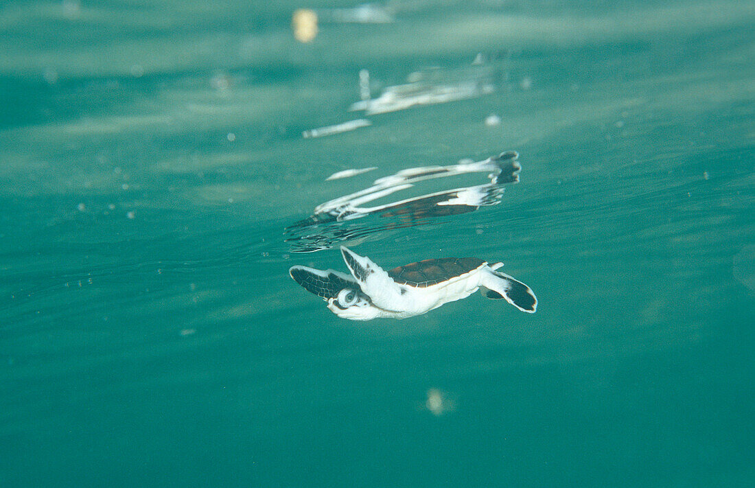 Schwimmende Baby Suppenschildkröte, Grüne Meeressc, Grüne Meeresschildkröte, Swimming Baby Green sea turtle, green turtle, Chelonia mydas