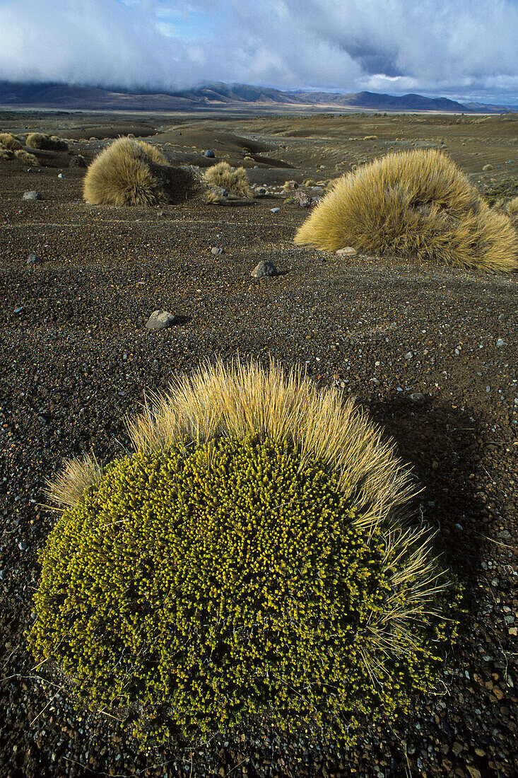Wulkanische Landschaft mit Büschen, Rangipo Desert Wüste, Tongariro Nationalpark, Nordinsel, Neuseeland