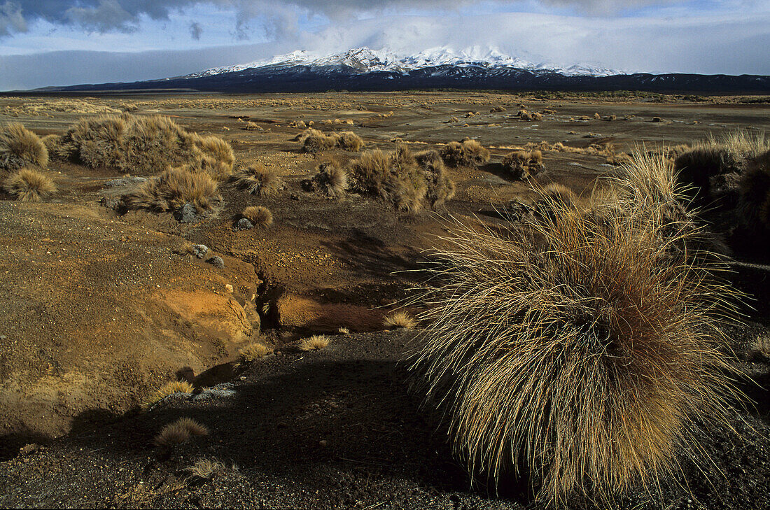 Rangipo Desert, Tongariro NP, Rangipo Dessert, volcanic landscape of lava and tussock grass, Tongariro National Park, North Island New Zealand, Lavawueste, World Heritage, Erbe der Menscheit