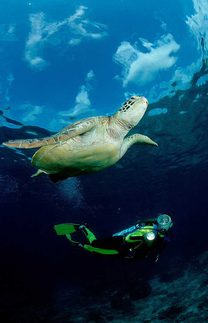 Suppenschildkröte, Grüne Meeresschildkröte und Tau, Grüne Meeresschildkröte und Taucher, Green Turtle and scuba diver, Chelonia mydas
