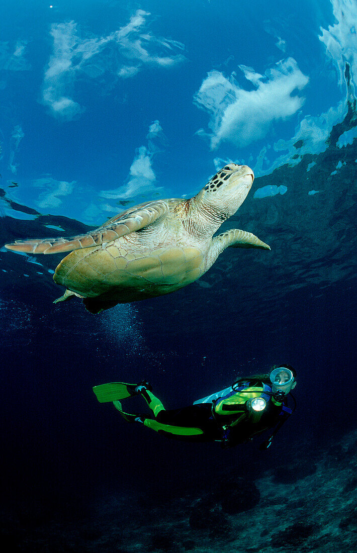 Suppenschildkroete, Gruene Meeresschildkroete und Tau, Gruene Meeresschildkroete und Taucher, Green Turtle and scuba diver, Chelonia mydas