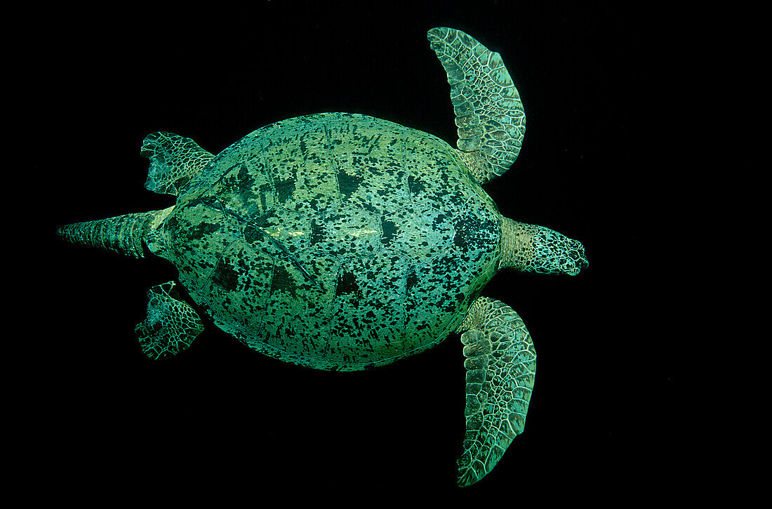 Green Turtle, Chelonia mydas, Malaysia, Pazifik, Pacific ocean, Borneo, Sipadan