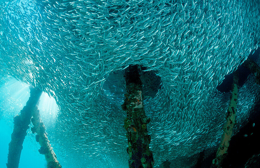 Glasfische unter Holzsteg, Parapriacanthus ransonneti, Malaysia, Pazifik, Pacific ocean, Borneo, Lankayan