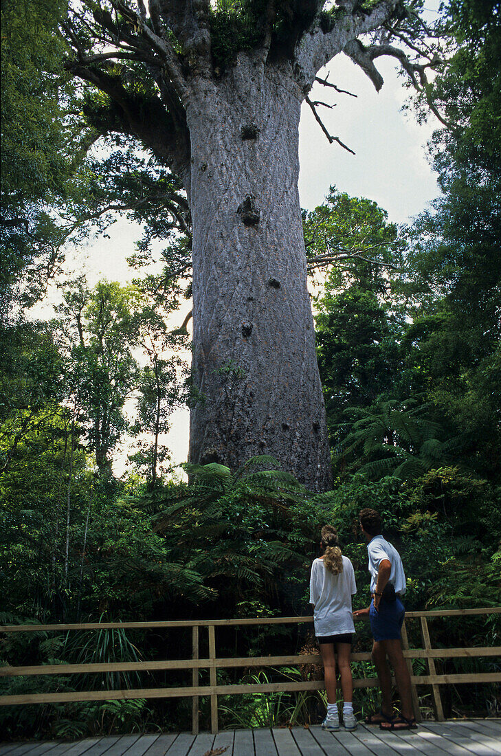 Kauri tree, Coromandel, Tane Mahuta, largest kauri tree, Waipoua Forest, Northland, New Zealand, Riesenbaum