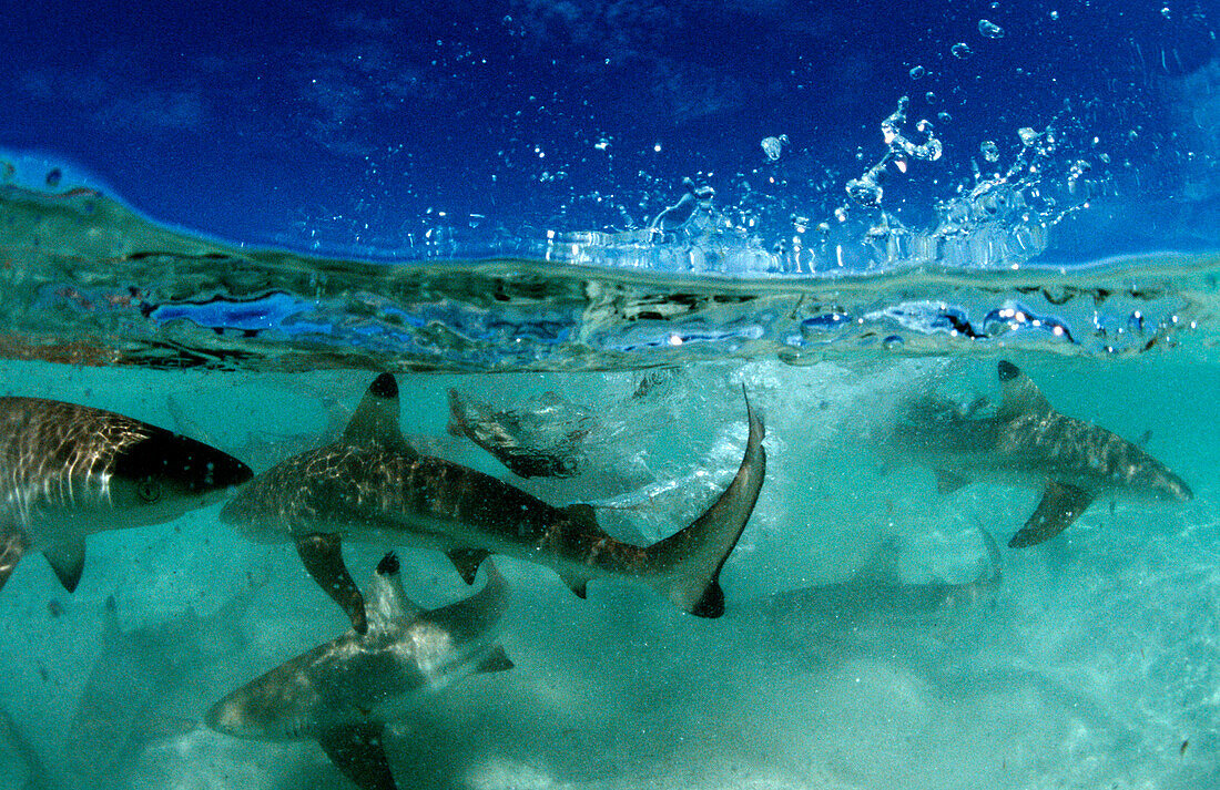 Schwarzspitzen-Riffhaie, Blacktip reef shark, Carc, Carcharhinus melanopterus