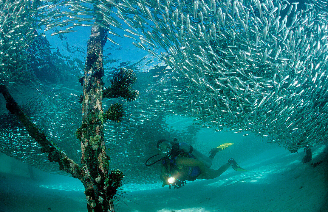 Glasfische und Taucher unter Holzsteg Tauchbasis, Glasfische und Taucher unter Holzsteg Tauchbasis Lankayan, , Pygmy sweeper and Scuba diver, Parapriacanthus ransonneti