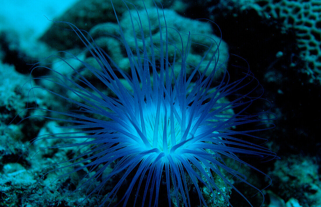 Fluoreszierende Anemone, Korallenfluoreszenz, Fluo, Fluoresce Anemone, Coral fluorescenc