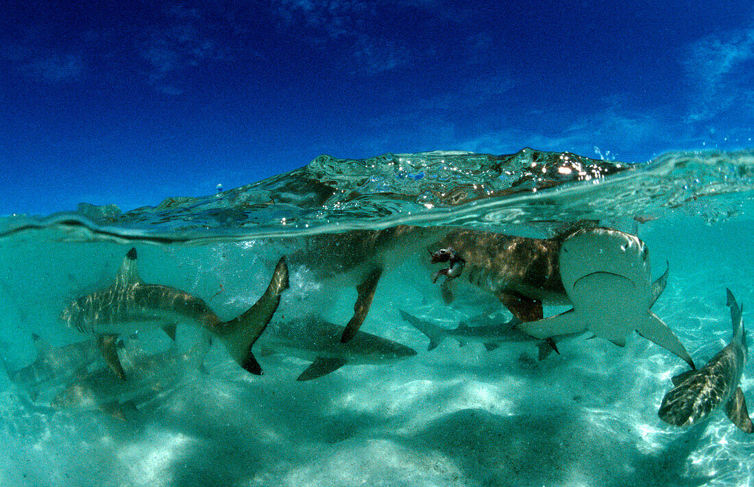 Schwarzspitzen-Riffhaie, Carcharhinus melanopterus, Malaysia, Pazifik, Pacific ocean, Borneo, Lankayan