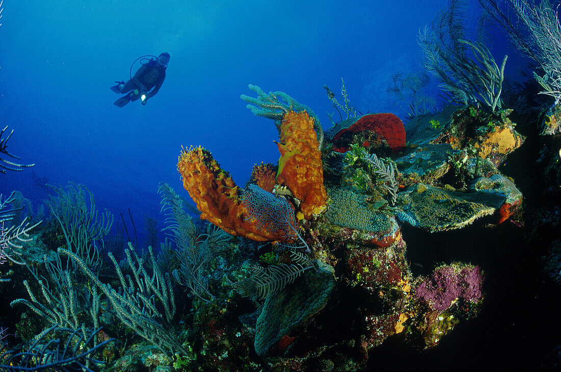 Korallenriff, Taucher Karibisches Meer