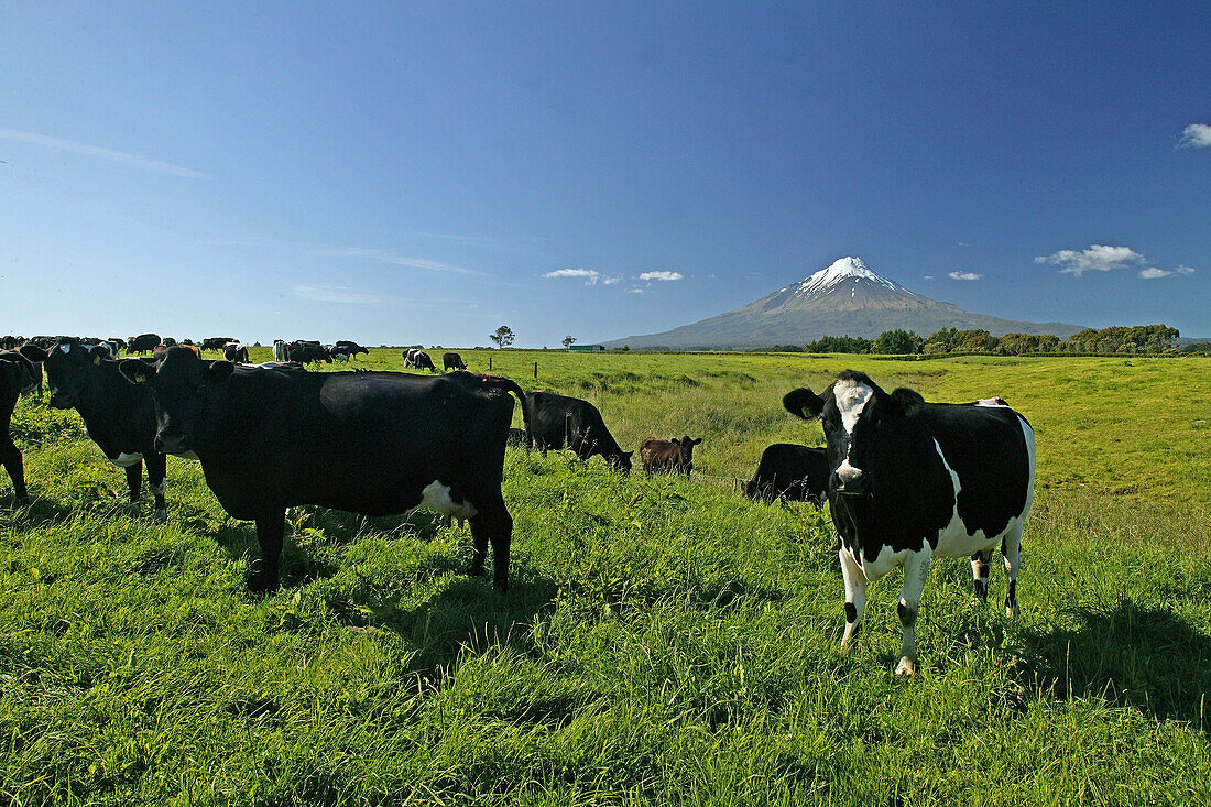 Cows, Mt Taranaki, Egmont NP, dairy cows, snow capped Mt Taranaki, dormant volcano, Egmont, North Island New Zealand