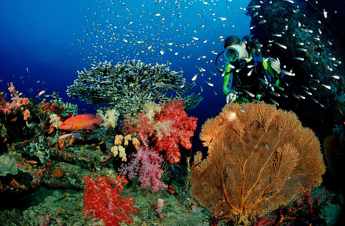 Korallenriff und Taucher, Coral reef and scuba div, Coral reef and scuba diver