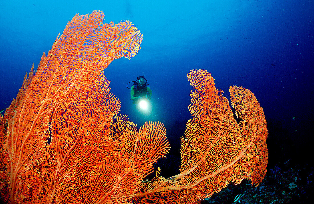 Korallenriff und Taucher, Coral reef and scuba div, Coral reef and scuba diver