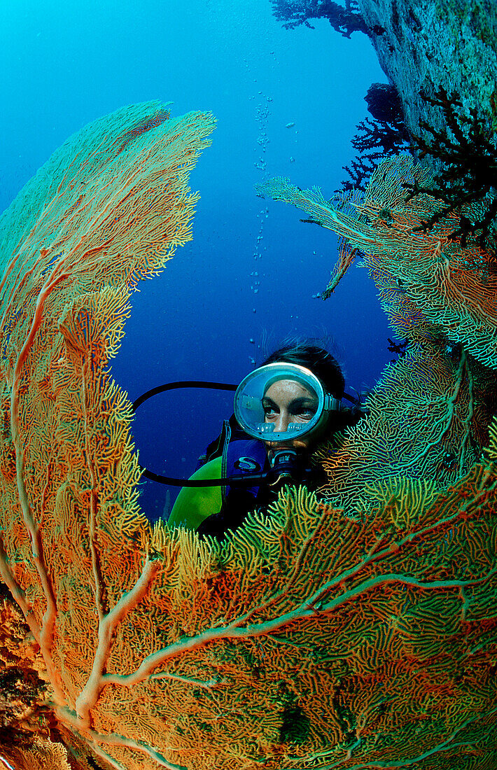 Taucher und Korallenriff, Scuba diver and coral re, Scuba diver and coral reef