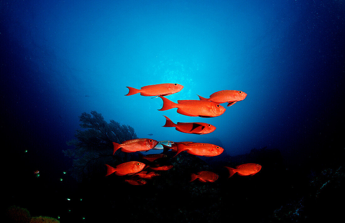 Schooling Crescent-tail bigeyes, Priacanthus hamrur, Burma, Myanmar, Birma, Indian ocean, Andaman sea