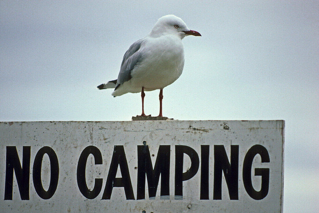 Seagull on no camping sign, Moeve sitzt am Verbotsschild